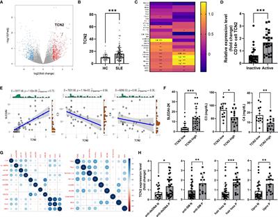 Transcobalamin 2 orchestrates monocyte proliferation and TLR4-driven inflammation in systemic lupus erythematosus via folate one-carbon metabolism